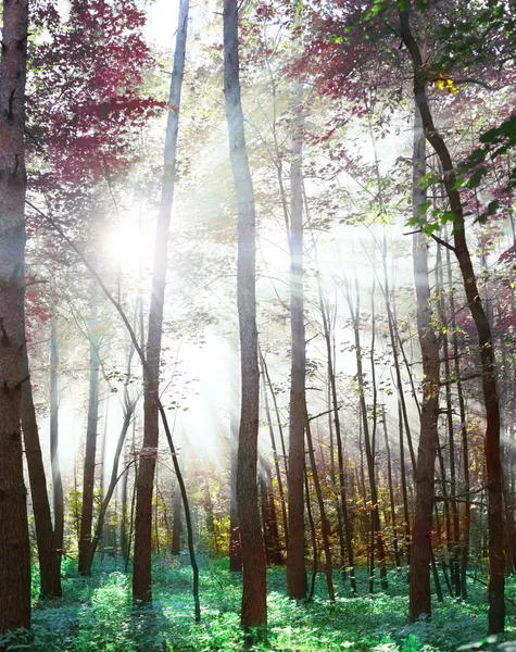 Wald in fabelhaften Farben. — Stockfoto