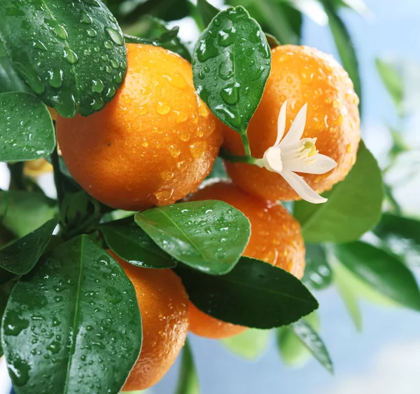 Rijp mandarijnen op een boomtak. — Stockfoto