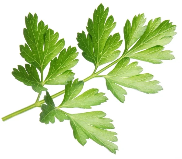 Parsley. — Stock Photo, Image