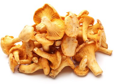 chanterelles mantarları.