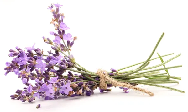 Bando de lavanda sobre um fundo branco . — Fotografia de Stock