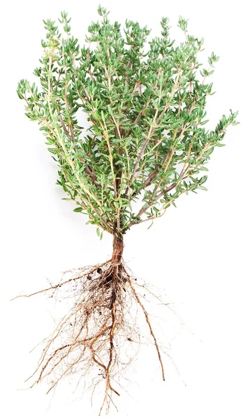 Thyme herb. — Stock Photo, Image