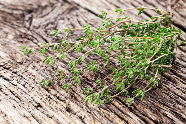 Thymiankraut. — Stockfoto