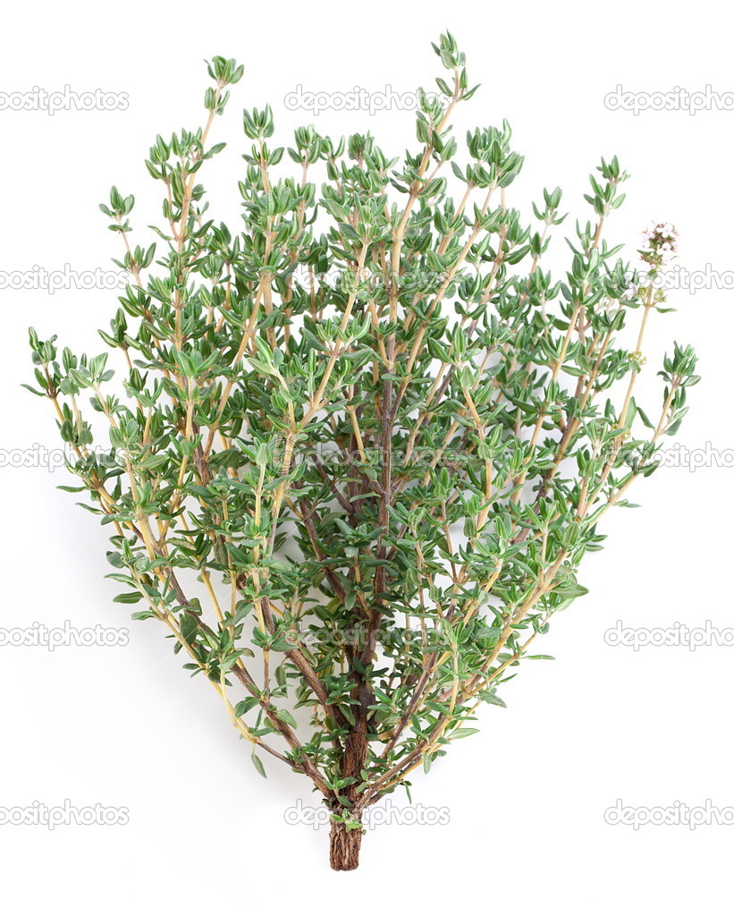 Thyme herb.