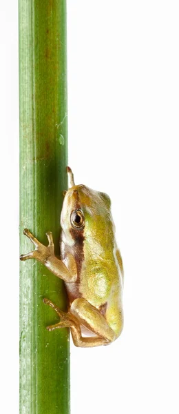Kleiner Frosch über Rausch — Stockfoto