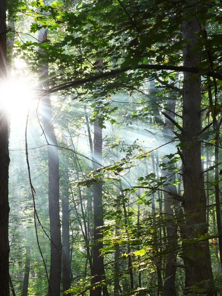 Zonnige bos. — Stockfoto