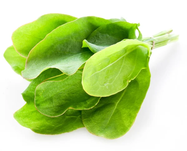 Sorrel — Stock Photo, Image