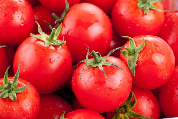 Veelheid van rijpe tomaten — Stockfoto