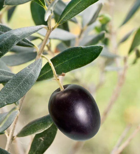 Siyah Zeytin dalı — Stok fotoğraf