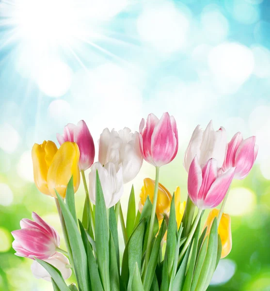 Tulipani su sfondo sfocato . — Foto Stock