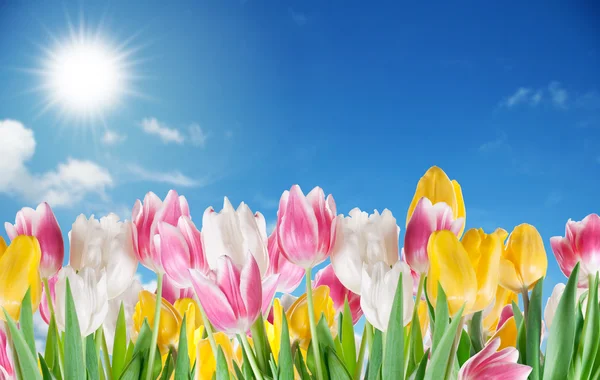 Tulips on a sky background. — Stock Photo, Image