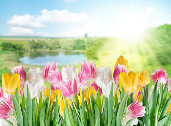 Tulipas em um fundo desfocado . — Fotografia de Stock