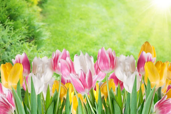 Tulipany na rozmycie tła. — Zdjęcie stockowe