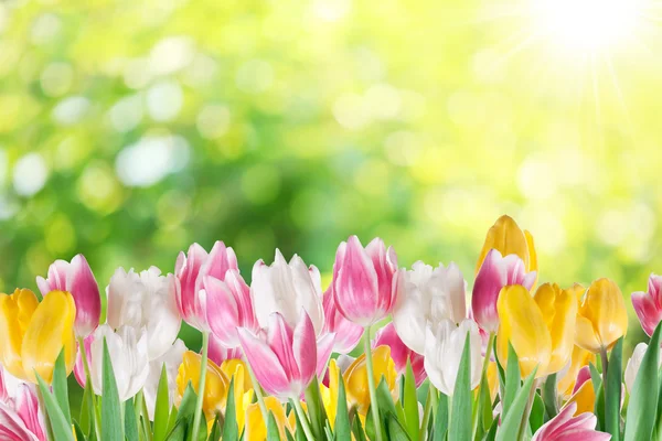 Tulips on a blur background. — Stock Photo, Image