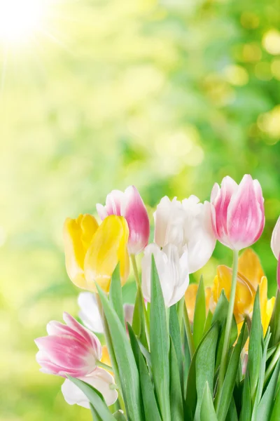 Tulpen auf verschwommenem Hintergrund. — Stockfoto