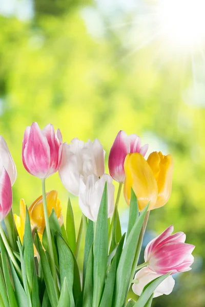 Tulipani su sfondo sfocato . — Foto Stock