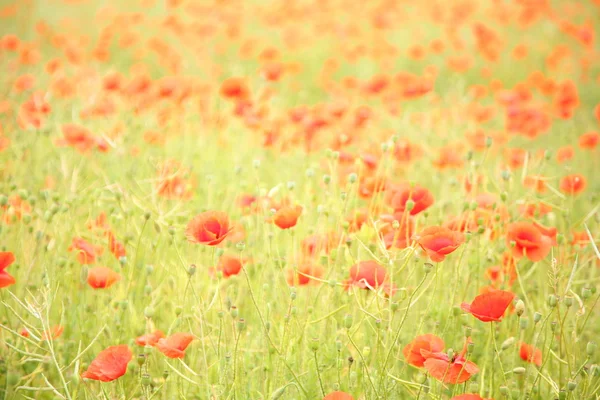 Feld mit wilden Mohnblumen. — Stockfoto