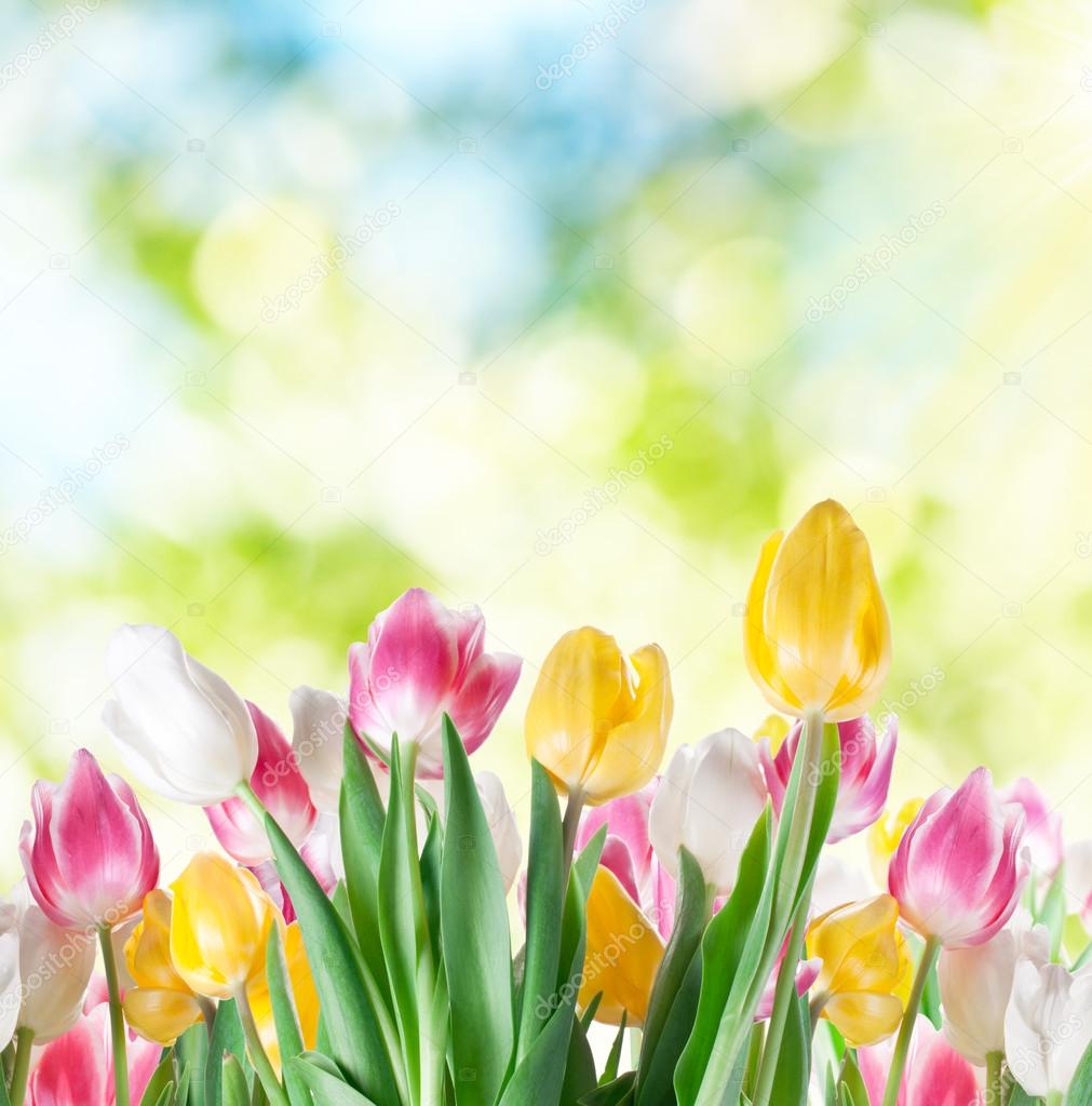 Tulips on a blur background.