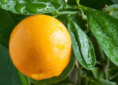 portakal narenciye ağacı üzerinde.