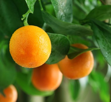 mandalina narenciye ağacı üzerinde.