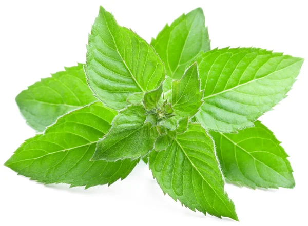 Leaves of mint. — Stock Photo, Image