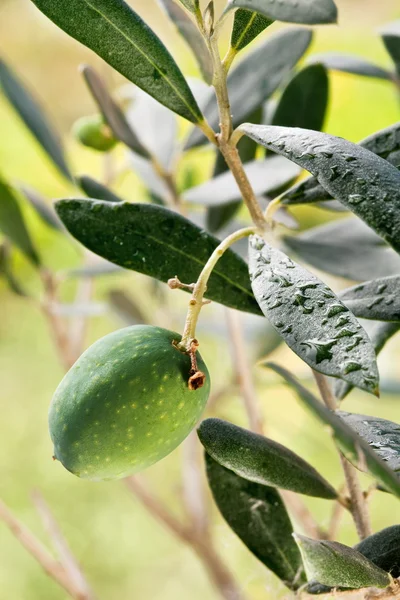 Oliva verde en la rama — Foto de Stock
