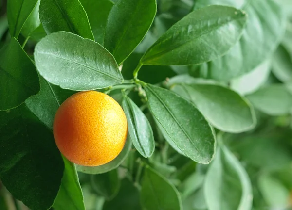 Mandarine auf einem Zitrusbaum. — Stockfoto