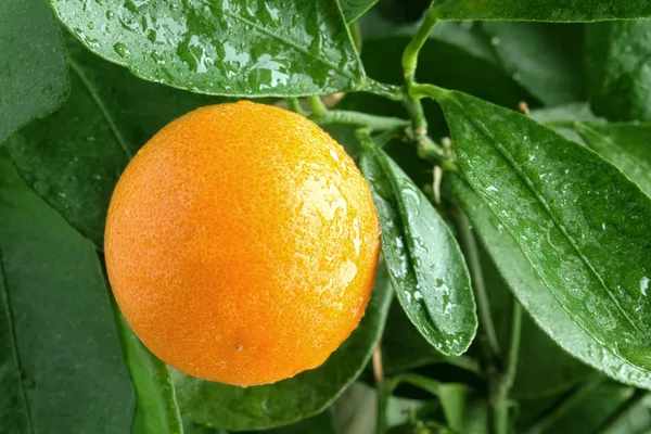 Апельсин на цитрусовом дереве . — стоковое фото