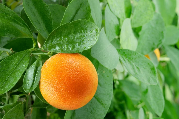 portakal narenciye ağacı üzerinde.