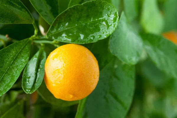 Tangerine pada pohon jeruk . — Stok Foto