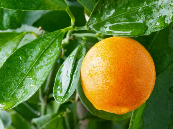 Jeruk pada pohon jeruk dekat . — Stok Foto