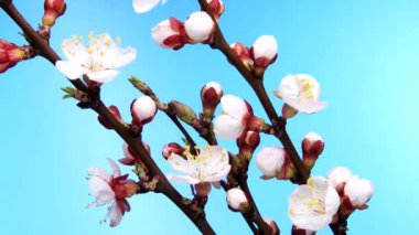 mavi bir arka plan üzerine kayısı çiçek açması işlemi bud.