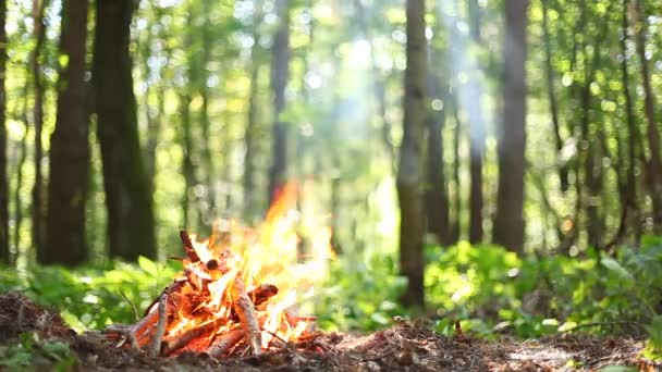 Hoguera en el bosque cerca — Vídeos de Stock