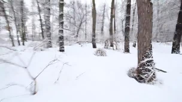 Snel uitgevoerd door de besneeuwde bossen — Stockvideo