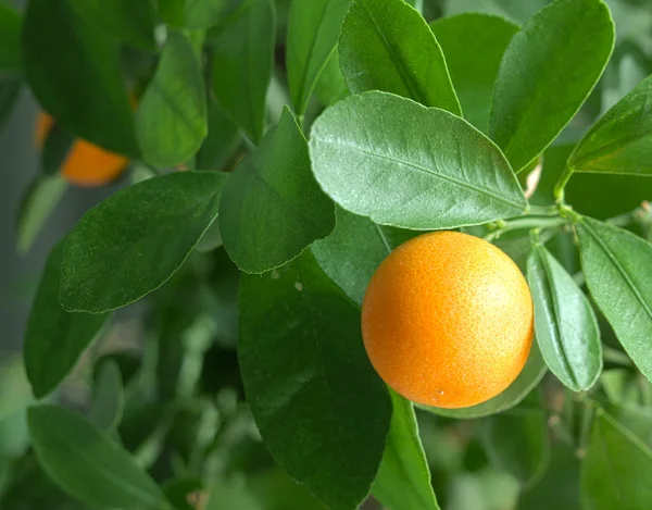 Tangerinas em uma árvore cítrica . — Fotografia de Stock