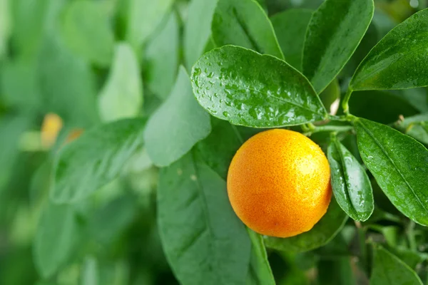 Tangerine on a citrus tree. — Stock Photo, Image