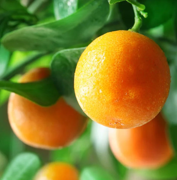 Tangerines on a citrus tree. — Stock Photo, Image