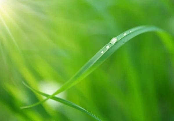 Vatten droppar på gräs bladet. — Stockfoto