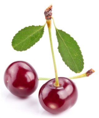 kiraz yaprakları üzerinde beyaz bir arka plan ile.