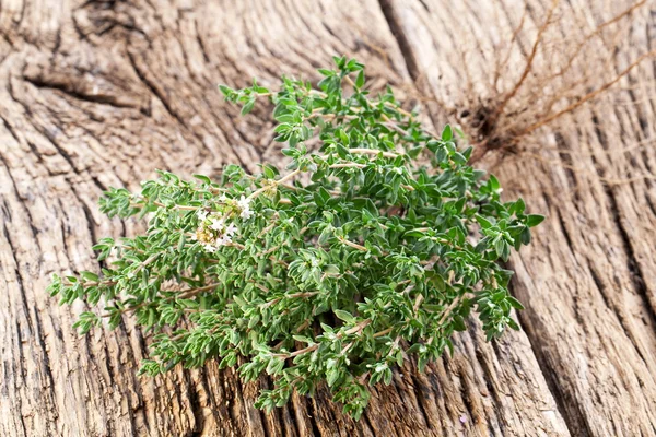 百里香香草 — 图库照片