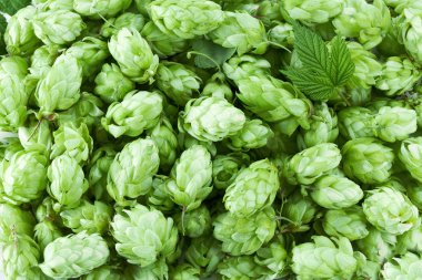 Hop koniler.