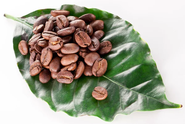 Kaffebönor på blad. — Stockfoto
