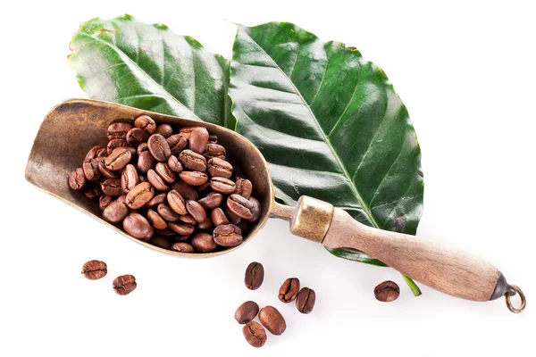 Coffee beans on scoop and leaves. — Stock Photo, Image