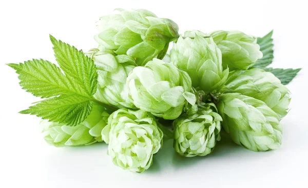 Houblon sur fond blanc . — Photo