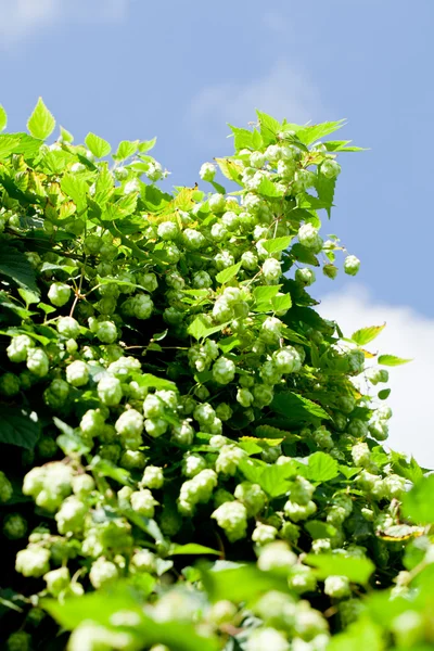 Plantación de lúpulo . —  Fotos de Stock