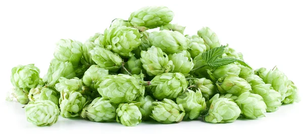 Hopfen auf weißem Hintergrund. — Stockfoto