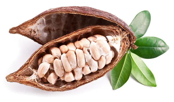 Kakao pod — Zdjęcie stockowe