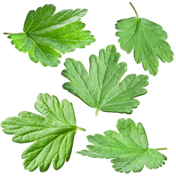 Gooseberries leaves. — Stock Photo, Image