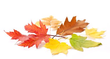 Sonbahar Yaprakları.