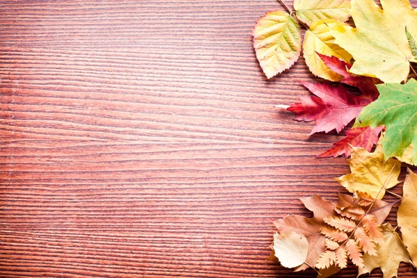 Autumn leaves. — Stock Photo, Image